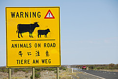 070226 Australia 2007 - Photo 0428