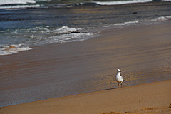 070226 Australia 2007 - Photo 0705